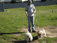 a man is walking two small dogs in a park