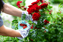 a woman wearing gloves and a pair of scissors is cutting roses