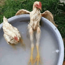 two chickens are sitting in a bowl of water with their legs crossed