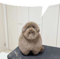 a dog sitting on a table with scissors and a speech bubble