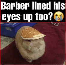 a rabbit wearing a pancake on its head with the caption barber lined his eyes up too .