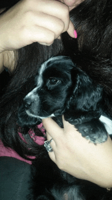 a woman with pink nail polish holds a black and white puppy