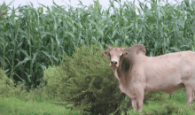 a cow standing in a field of corn looking at the camera