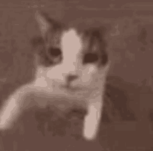 a close up of a cat 's face with a blurred background .