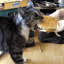 a cat is eating a hamburger next to a box of quibbles