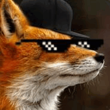 a fox wearing a hat and sunglasses is looking at the camera .