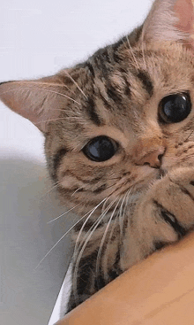 a close up of a cat laying on a table .