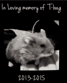 a black and white photo of a hamster says in loving memory of t-bag