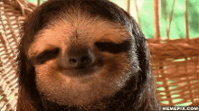 a close up of a sloth smiling with its eyes closed in a wicker chair .