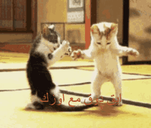 two kittens standing on their hind legs with arabic writing on the bottom right