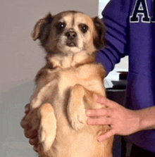 a person wearing a purple shirt with the letter a on it is holding a dog