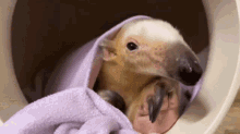 a baby anteater is wrapped in a purple blanket and looking at the camera .