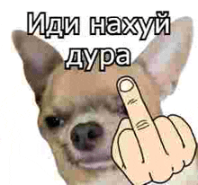 a chihuahua is giving the middle finger in a foreign language .