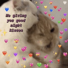 a picture of a cat with the words me giving you good night kisses surrounded by hearts