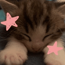 a brown and white kitten sleeping with pink stars around it