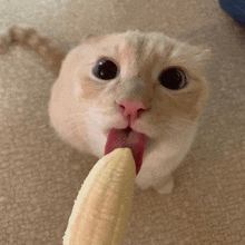 a cat is licking a banana with its tongue out