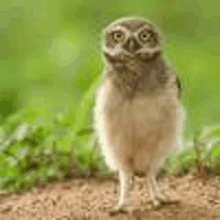 a small owl is standing on top of a dirt field looking at the camera .