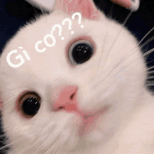 a close up of a white cat 's face with a question mark on its forehead .