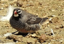 a small bird with a red beak is standing on a dirt ground .