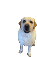 a white dog with brown ears is looking at the camera with a white background