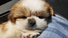 a small brown and white puppy is laying on a blue cloth