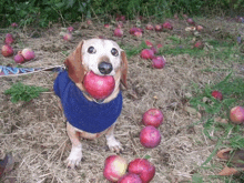 a dog wearing a blue sweater holds an apple in its mouth surrounded by apples