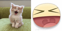 a picture of a cat with its mouth open next to a picture of a laughing face