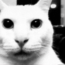 a black and white photo of a white cat with big eyes .