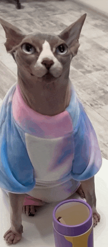 a hairless cat wearing a tie dye shirt looks at the camera