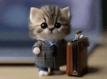 a kitten in a suit and tie is holding a suitcase on a table .