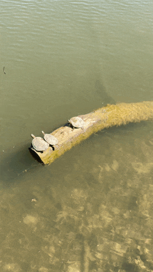 two turtles are sitting on a log in a body of water