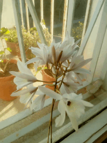 a white flower is sitting on a window sill