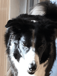 a black and white dog looking at the camera