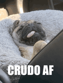 a pug dog sticking its tongue out with the words crudo af written above it