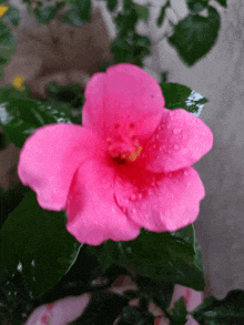 a pink flower with water drops on it is surrounded by green leaves