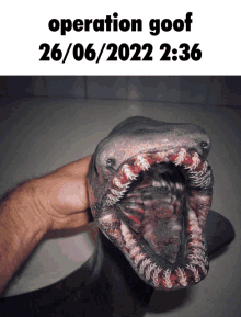 a person is holding a shark with its mouth open and the date 26/06/2022 2:36