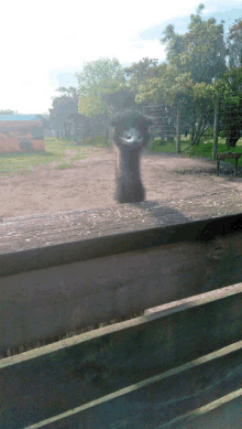 an ostrich is standing on a wooden fence looking out a window