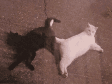 two cats are laying on the ground one black and one white