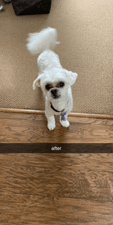 a small white dog standing on a wooden floor next to a snapchat of the same dog