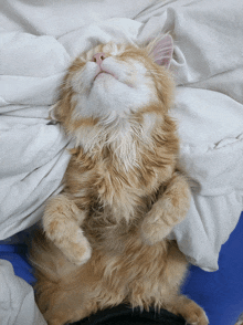 a fluffy orange and white cat is laying on its back on a bed