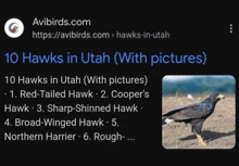 a google search for hawks in utah shows pictures