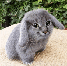 a gray rabbit with long ears is sitting on a blanket on top of a table .