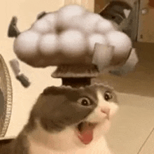 a cat with a cloud on its head is looking at the camera .