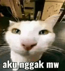 a close up of a cat 's face with the words `` aku nggak mw '' written below it .