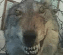 a close up of a wolf looking at the camera with its mouth open .