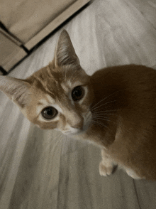 a close up of a cat 's face looking up at the camera