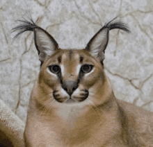 a close up of a cat with long ears