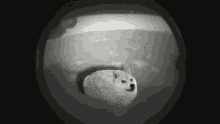 a black and white photo of a doge in a bread loaf