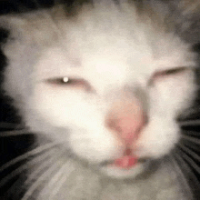 a close up of a white cat 's face with its eyes closed and its mouth open .