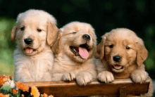 three puppies are sitting on a wooden bench with their tongues hanging out